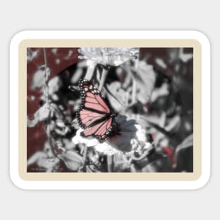 Monarch Butterfly and Zinnia Sticker